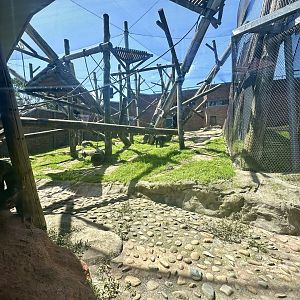Chimpanzee Park - Netted Exhibit