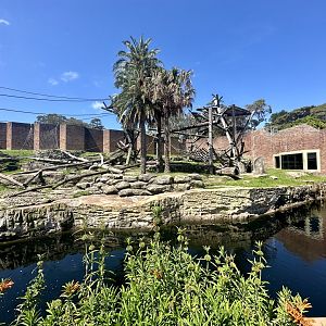 Chimpanzee Park - Main Exhibit