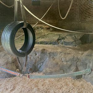 Chimpanzee Park - Cave