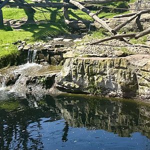 Chimpanzee Park - Snowy’s Rock