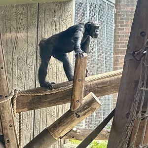 Kamili (Common Chimpanzee)