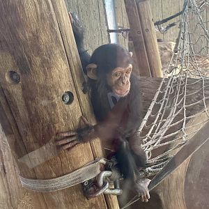 Cekiri (Common Chimpanzee)