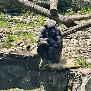 Kuma (Common Chimpanzee)