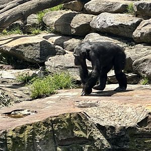 Samaki (Common Chimpanzee)