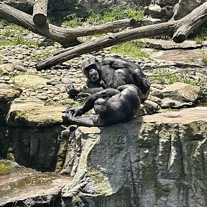 Samaki and Kuma (Common Chimpanzees)