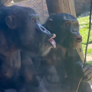 Termite Fishing - Shikamoo and Sudi