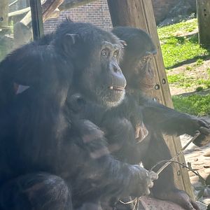 Termite Fishing - Shikamoo and Sudi