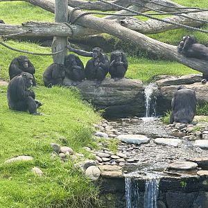 Chimpanzee Community