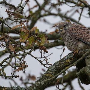 Common Kestrel (wild), UK
