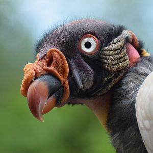King vulture