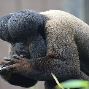 Guianan bearded saki