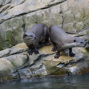 Smooth-coated otters