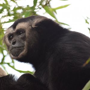 Pileated gibbon