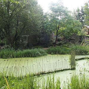 Eurasian lynx exhibit, 2024-08-05