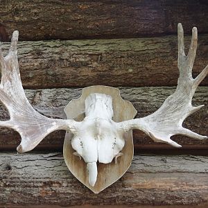 Moose skull and antlers as part of theming, 2024-08-05