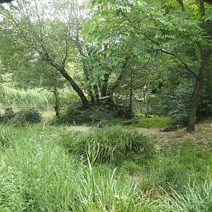 Eurasian lynx exhibit, 2024-08-05