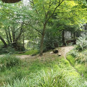 Eurasian lynx exhibit, 2024-08-05