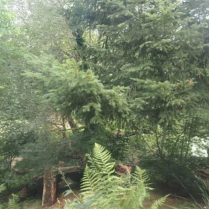 Eurasian lynx exhibit, 2024-08-05