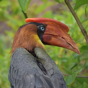 Northern rufous hornbill