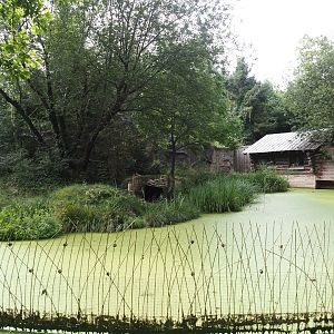 Eurasian lynx exhibit, 2024-08-05
