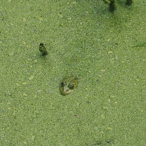 Wild marsh frog (Pelophylax ridibundus), 2024-08-05