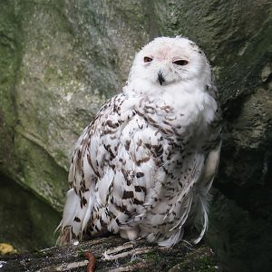 Snowy owl (Bubo scandiacus), 2024-08-05