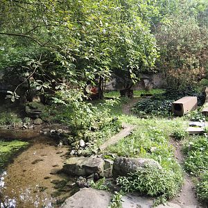 Raccoon exhibit, 2024-08-05