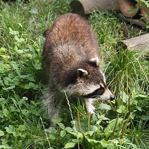 Raccoon (Procyon lotor), 2024-08-05