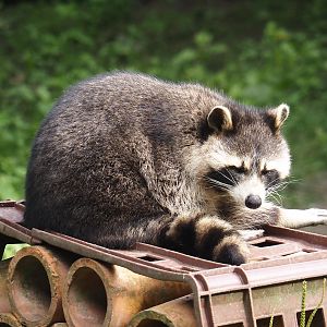 Raccoon (Procyon lotor), 2024-08-05