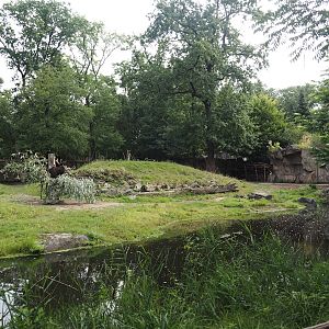 Eurasian moose exhibit, 2024-08-05