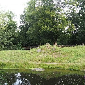 Eurasian moose exhibit, 2024-08-05