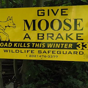 American moose sign, 2024-08-05