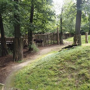 Eurasian moose exhibit, 2024-08-05