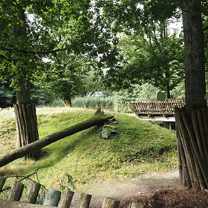 Eurasian moose exhibit, 2024-08-05