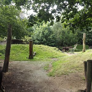 Eurasian moose exhibit, 2024-08-05