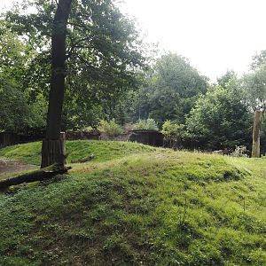 Eurasian moose exhibit, 2024-08-05