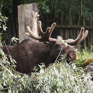 Eurasian moose (Alces alces alces), 2024-08-05