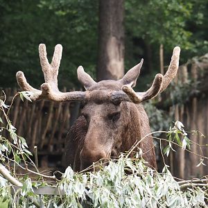 Eurasian moose (Alces alces alces), 2024-08-05