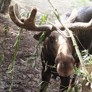 Eurasian moose (Alces alces alces), 2024-08-05
