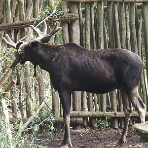 Eurasian moose (Alces alces alces), 2024-08-05