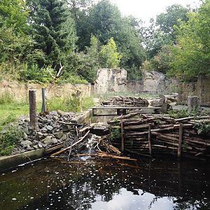American beaver exhibit, 2024-08-05