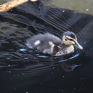 Wild Mallard chick (Anas platyrhynchos), 2024-08-05