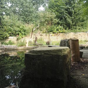 American beaver exhibit, 2024-08-05