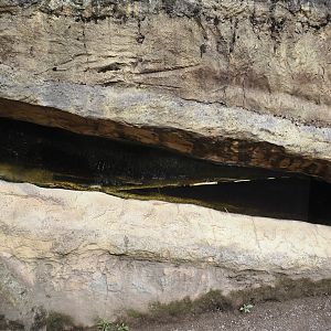 American beaver den entrance viewing window, 2024-08-05