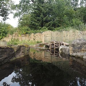 American beaver exhibit, 2024-08-05