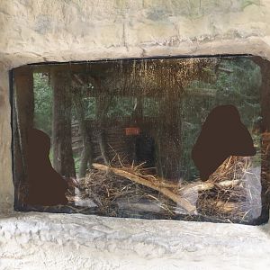 American beaver den, 2024-08-05