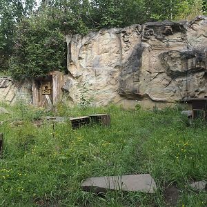 Striped skunk exhibit, 2024-08-05