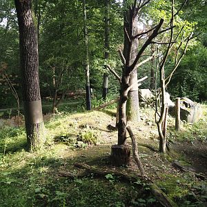 Wild turkey exhibit (Previously Striped skunk and North American porcupine), 2024-08-05