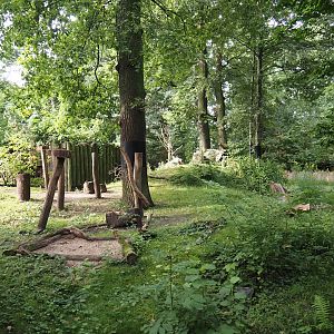 Wild turkey exhibit (Previously Striped skunk and North American porcupine), 2024-08-05