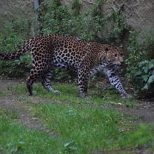 Javan leopard